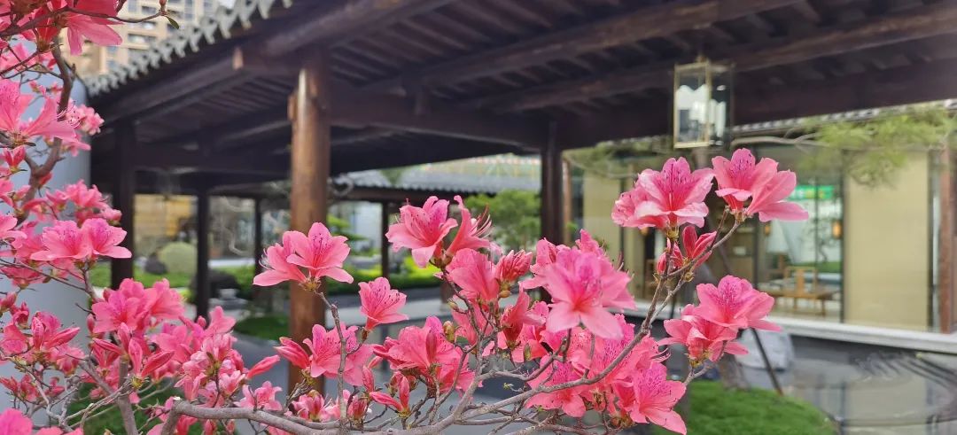 岐關悅來